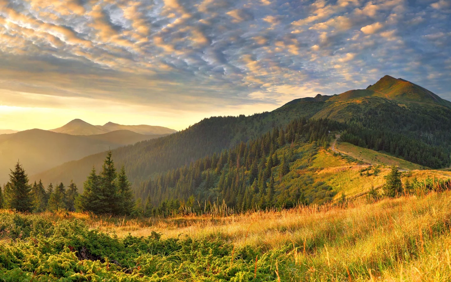A meadow and evergreen trees under open skies