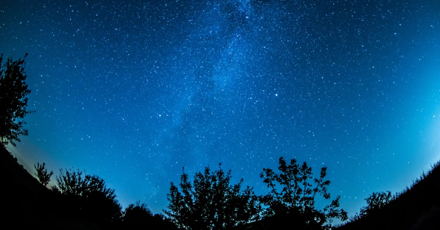 A star-filled night sky above the silhouettes of trees